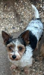 Biewer yorkshire terrier reutje, Dieren en Toebehoren, Yorkshire Terriër, Reu, CDV (hondenziekte), 1 tot 2 jaar