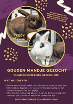 Gouden mandje gezocht voor konijnen stel, Dieren en Toebehoren, Meerdere dieren, Klein, Hangoor, 3 tot 5 jaar