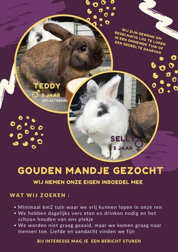 Gouden mandje gezocht voor konijnen stel beschikbaar voor biedingen