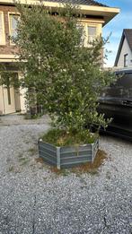 Tuin plant/ boom gratis ophalen, Ophalen of Verzenden, In pot, Overige soorten, 250 tot 400 cm