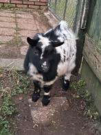Hoornloos dwerggeit bokje te huur, Dieren en Toebehoren, Schapen, Geiten en Varkens, Mannelijk, Geit, 0 tot 2 jaar