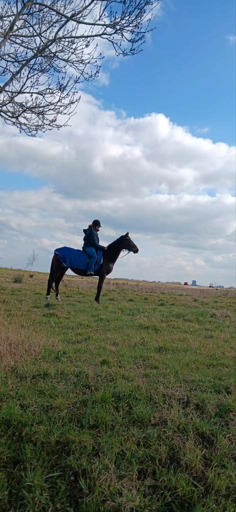 Grote hoeveel heid paarden spullen te koop, Dieren en Toebehoren, Paarden en Pony's | Dekens en Dekjes, Ophalen of Verzenden