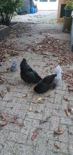 Australorp groot, Dieren en Toebehoren, Pluimvee, Vrouwelijk, Kip