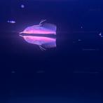 Albino arowana, Dieren en Toebehoren, Vissen | Aquariumvissen, Vis, Zoetwatervis