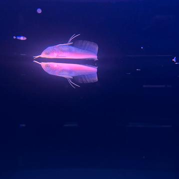 Albino arowana beschikbaar voor biedingen