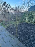 Mooie witte sering plant struik, Ophalen of Verzenden, Volle zon, Overige soorten, Minder dan 100 cm