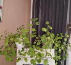Hangplant swedish Ivy plectranthus verticillatus, Ophalen, Halfschaduw, Minder dan 100 cm