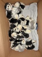 Kuikens bonte leghorn, blauw en zwart (29 stuks), Dieren en Toebehoren, Pluimvee, Meerdere dieren, Kip