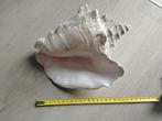 Grote schelp, Verzamelen, Mineralen en Fossielen, Ophalen of Verzenden, Schelp(en)