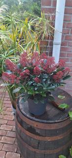 Skimmia plant A kwaliteit - Mooi vertakt!, Ophalen