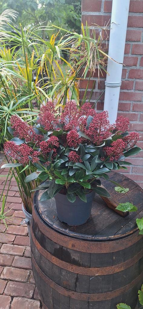Skimmia plant A kwaliteit - Mooi vertakt!, Tuin en Terras, Planten | Tuinplanten, Ophalen
