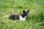 Border collie pups met stamboom (werklijn), Dieren en Toebehoren, Honden | Herdershonden en Veedrijvers, CDV (hondenziekte), 8 tot 15 weken