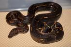 Boa Constrictor, Slang, 0 tot 2 jaar