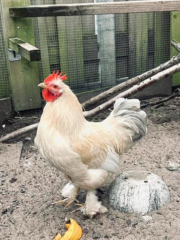 Jonge mooie Cochin haan beschikbaar voor biedingen