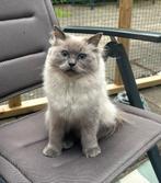 2 lieve blue point Ragdoll poezen met stamboom aangeboden, Poes, Gechipt, 0 tot 2 jaar