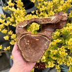 Mammoetwervel Noordzee 4, Verzamelen, Mineralen en Fossielen, Ophalen of Verzenden, Fossiel