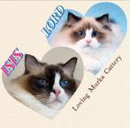 Kater en poes | ragdoll | getest | geholpen | ragdolls, Meerdere dieren, Langharig, 0 tot 2 jaar