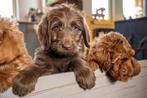 Doodle reutjes Labradoodle x Sennendoodle, Dieren en Toebehoren, Reu, 8 tot 15 weken, Meerdere, Middel