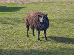 Blauwe texelaar ram, Dieren en Toebehoren, Schapen, Geiten en Varkens, Mannelijk, Schaap
