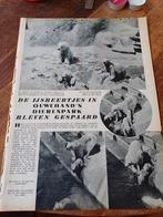 Artikel ijsbeertje in Ouwehand s dierenpark Rhenen 1940, Ophalen of Verzenden