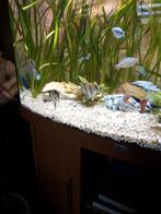 Maanvissen, Dieren en Toebehoren, Ophalen, Plant(en), Steen of Hout