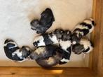 Boomerpups, Dieren en Toebehoren, Overige rassen, 8 tot 15 weken, Meerdere, Meerdere dieren