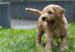 Multigen labradoodle pups kleine medium, Overige rassen, 8 tot 15 weken, Meerdere, Meerdere dieren
