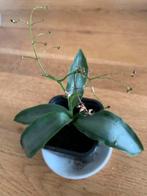 Murdannia Longiformus Bright Star / Pekinggras, Ophalen of Verzenden, Overige soorten, Minder dan 100 cm