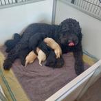 Pinkster labradoodle pups, mogen dit weekend direct mee, Dieren en Toebehoren, Honden | Retrievers, Spaniëls en Waterhonden, Overige rassen