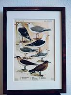 Litho Floericke Zilvermeeuw Grote Jager Kleine Jager  1922, Antiek en Kunst, Ophalen of Verzenden