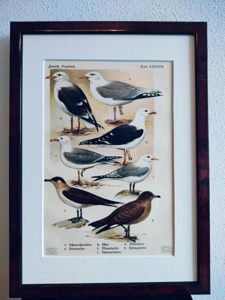 Litho Floericke Zilvermeeuw Grote Jager Kleine Jager  1922, Antiek en Kunst, Kunst | Litho's en Zeefdrukken, Ophalen of Verzenden