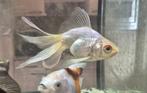 2 grote Sluierstaarten, vissen, Dieren en Toebehoren, Vissen | Aquariumvissen, Vis, Zoetwatervis