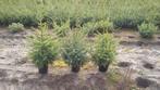 picea omorika kerstbomen, Ophalen, Overige soorten, Minder dan 100 cm