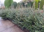 Kerstbomen  op pot en gezaagd.  Van 0.50 tot 4.00, Tuin en Terras, Planten | Bomen, Volle zon, Minder dan 100 cm, Zomer, Overige soorten