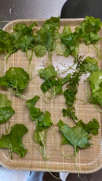 Diversen aquarium planten Anubis beschikbaar voor biedingen