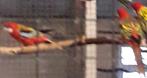 Pracht Rosella rood, Dieren en Toebehoren, Vogels | Parkieten en Papegaaien, Geslacht onbekend, Parkiet, Geringd