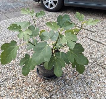 Vijgen plant. beschikbaar voor biedingen