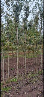 Pyrus Doyenne d' Comice Vruchtpeer, Volle zon, Lente, 250 tot 400 cm, Overige soorten