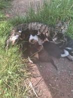 Boerderij kittens, Meerdere dieren, Kortharig, 0 tot 2 jaar