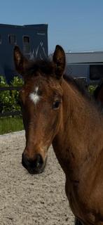 Dressuurveulen te koop!, Dieren en Toebehoren, Paarden, Merrie, Minder dan 160 cm, Dressuurpaard, 0 tot 2 jaar