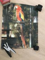 Poster Ara - 45x55, Verzamelen, Posters, Ophalen of Verzenden, A1 t/m A3