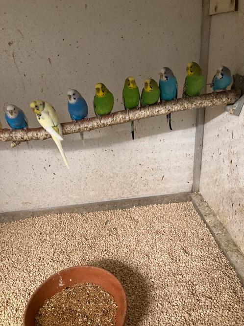 Grasparkieten, Dieren en Toebehoren, Vogels | Parkieten en Papegaaien, Parkiet, Meerdere dieren