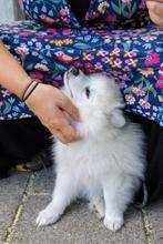 Puppy 's kruising Japanse Spits (Keeshond) en Pomsky, Dieren en Toebehoren, 8 tot 15 weken, Meerdere, Meerdere dieren, Nederland