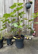 Vijg boom, Volle zon, Bloeit niet, Minder dan 100 cm, Overige soorten
