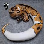 0.1 Pied NK23 ballpython (Python regius), Slang, Tam, 0 tot 2 jaar