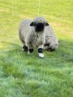Walliser Schearznase ram, Dieren en Toebehoren, Mannelijk, Schaap