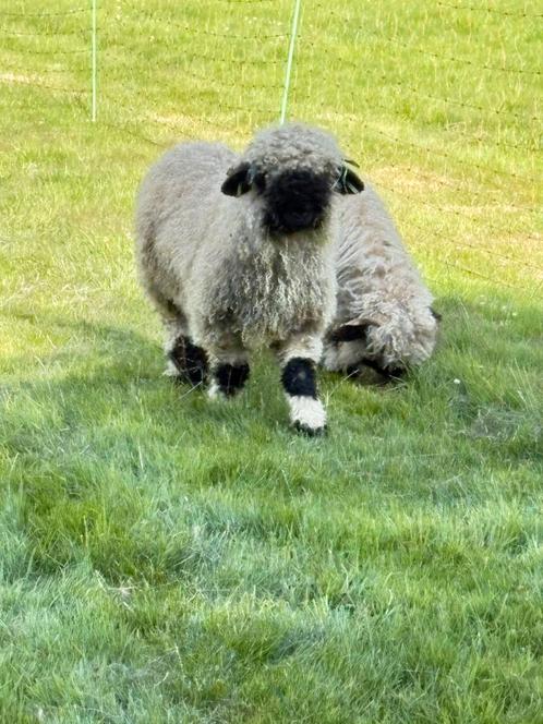 Walliser Schearznase ram, Dieren en Toebehoren, Schapen, Geiten en Varkens, Schaap, Mannelijk