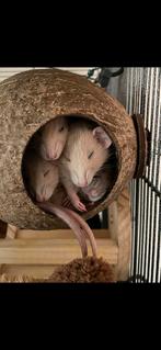 Wachtlijst (dwerg)ratjes geopend!  6xM beschikbaar!, Dieren en Toebehoren, Knaagdieren, Rat, December, Meerdere dieren, Tam
