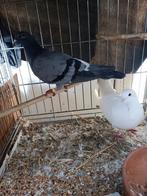 Koppel sierduiven, Dieren en Toebehoren, Meerdere dieren, Overige soorten