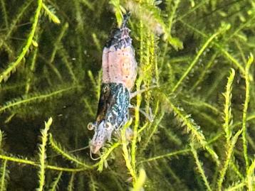 Neocaridina garnaaltjes beschikbaar voor biedingen